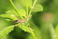 Zelus janus