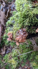 Scytinotus longinquus