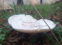 Infundibulicybe geotropa