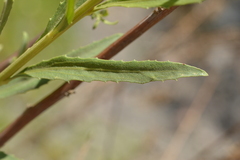 Baccharis salicifolia