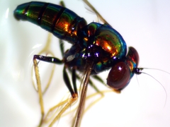 Condylostylus comatus