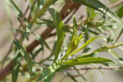 Baccharis salicifolia