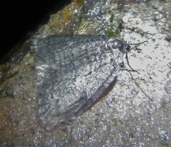 Epirrita dilutata