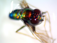 Condylostylus comatus