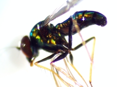 Condylostylus comatus