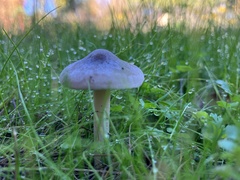 Coprinopsis uliginicola