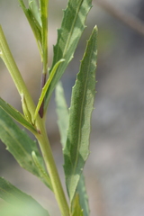 Baccharis salicifolia