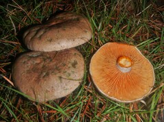 Lactarius quieticolor