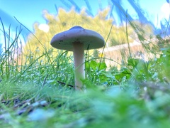 Coprinopsis uliginicola