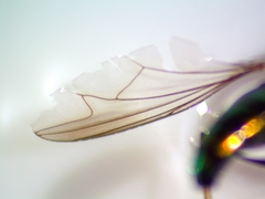 Condylostylus comatus