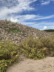 Proboscidea althaeifolia