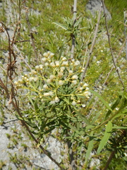 Baccharis salicifolia