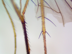 Condylostylus comatus