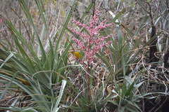 Myioborus brunniceps