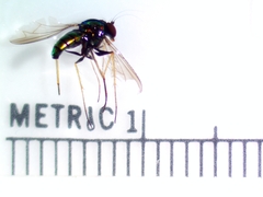 Condylostylus comatus