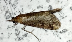 Hypena obsitalis