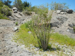 Baccharis salicifolia