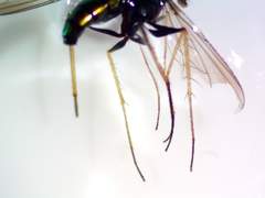 Condylostylus comatus