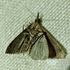 Hypena obsitalis