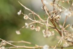 Baccharis salicifolia
