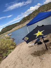 Proboscidea althaeifolia