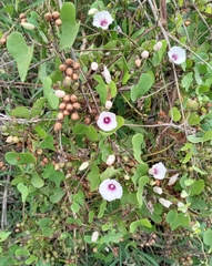 Ipomoea amnicola