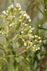 Baccharis salicifolia