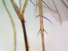 Condylostylus comatus