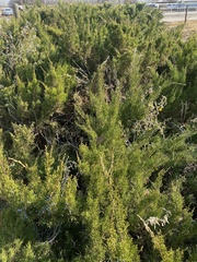 Juniperus monosperma