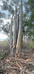 Eucalyptus leucoxylon