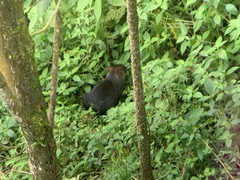 Dasyprocta fuliginosa