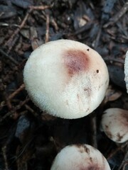 Leucoagaricus badhamii