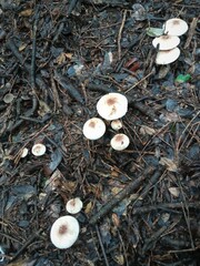 Leucoagaricus badhamii