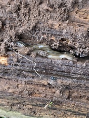 Bipalium