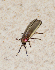 Photinus