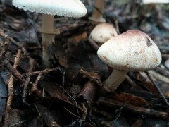 Leucoagaricus badhamii