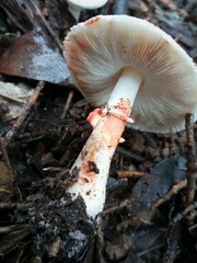Leucoagaricus badhamii