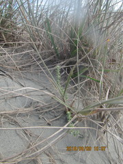 Ozothamnus leptophyllus