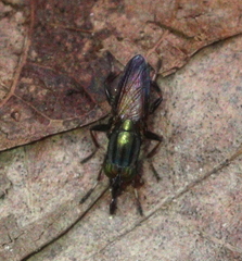 Idiella