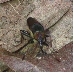 Idiella