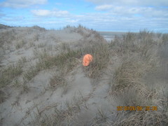 Ozothamnus leptophyllus