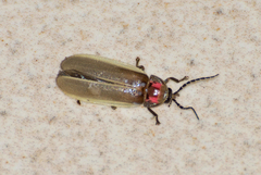 Photinus