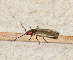 Photinus