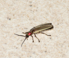 Photinus