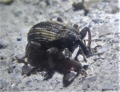 Brachypera zoilus