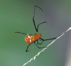 Argyrodes flavescens