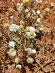 Helichrysum argyrosphaerum
