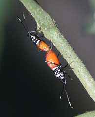 Pyrrhocoroidea