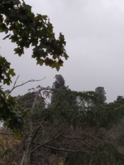 Ardea cinerea