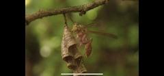 Mischocyttarus angulatus